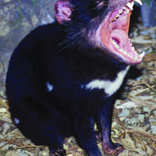 tasmania history town names tourism